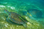 Snorkel con Tortugas (Akumal)