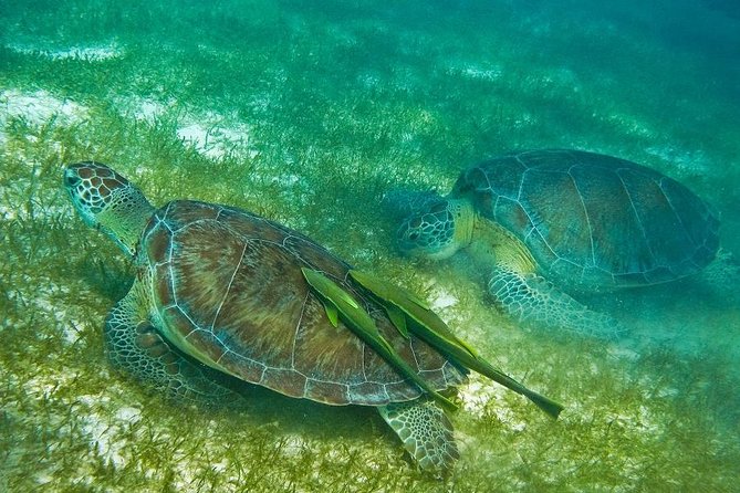 Snorkel con Tortugas (Akumal)