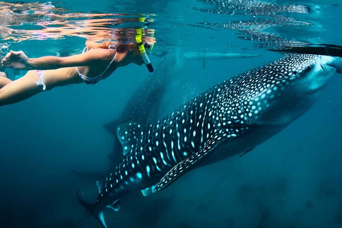 Tiburón Ballena (Desde Flamenco Xcaret hasta Tulum)