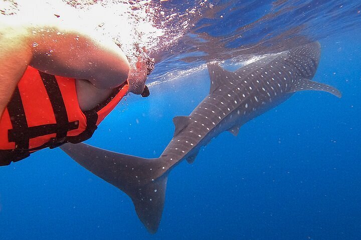 Tiburón Ballena (Playa del Carmen y Cancún)