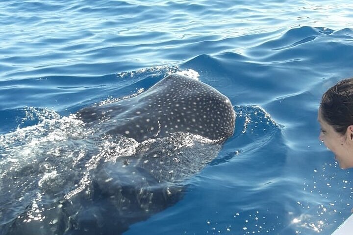 Tiburón Ballena (Playa del Carmen y Cancún)