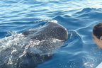 Tiburón Ballena (Playa del Carmen y Cancún)
