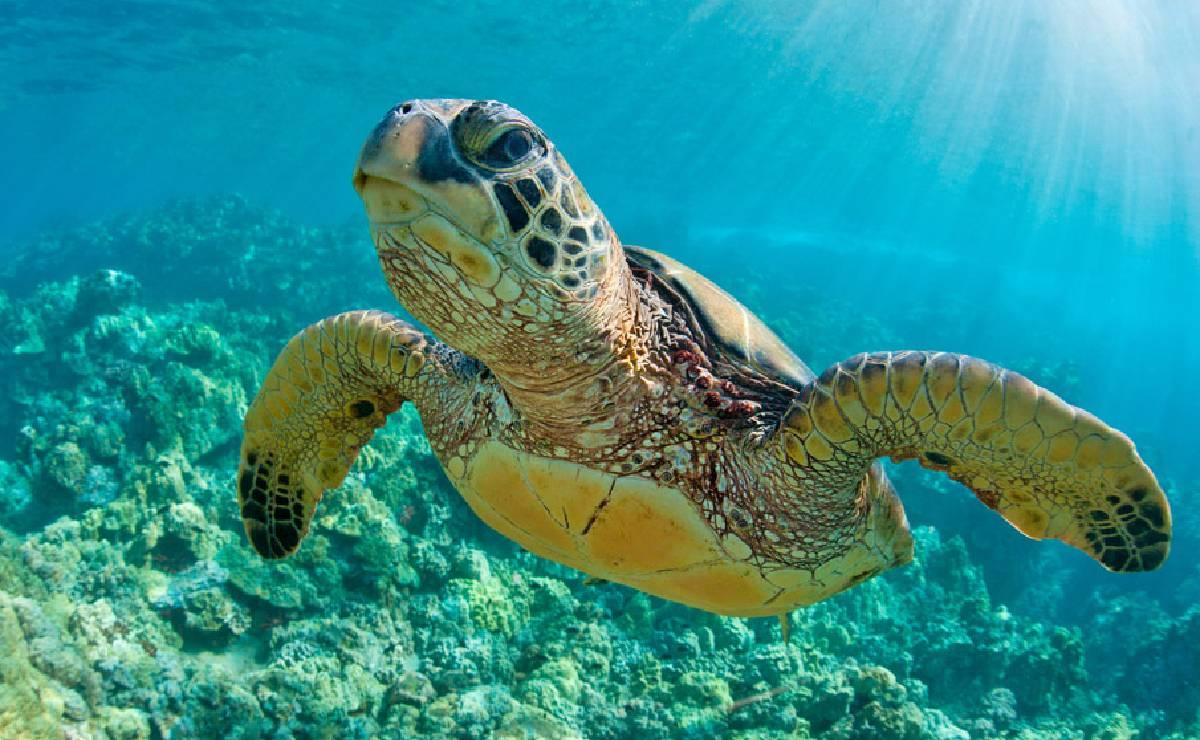 Caribe Mexicano
