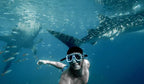 Tiburón Ballena (Playa del Carmen y Cancún)