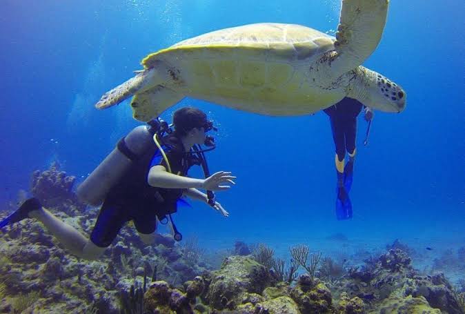 Snorkel con Tortugas (Akumal)