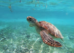 Snorkel con Tortugas (Akumal)