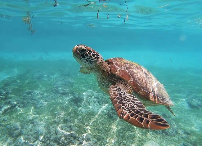 Snorkel con Tortugas (Akumal)