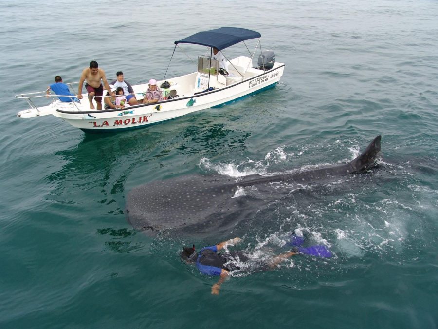 Tiburón Ballena (Playa del Carmen y Cancún)